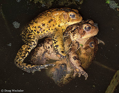 American Toads mating.jpg - 83948 Bytes